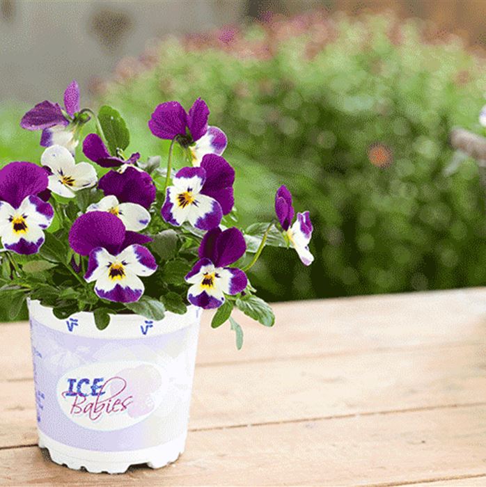 Mini-Winterveilchen 'Ice Babies® White Purple Wing' Mini-Winterveilchen 'Ice Babies® White Purple Wing'