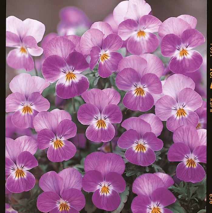 Mini-Winterveilchen 'Ice Babies® Rose Face' Mini-Winterveilchen 'Ice Babies® Rose Face'