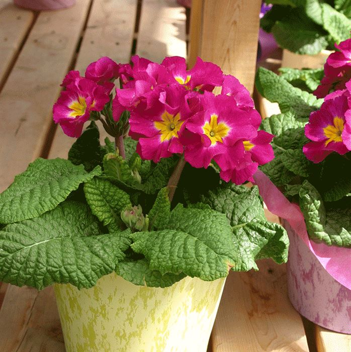 Stängel-Primel 'Inara® Rose'