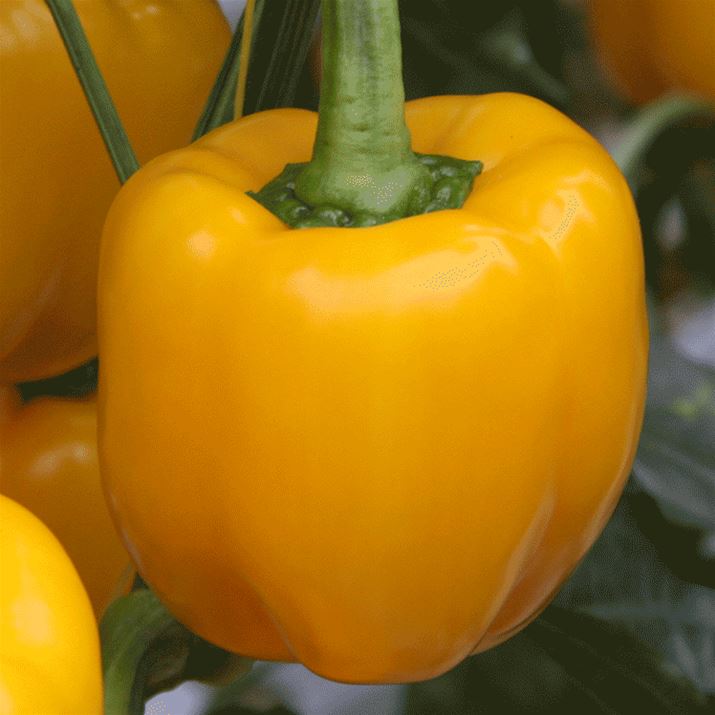 Blockpaprika_Beluga_yellow.gif