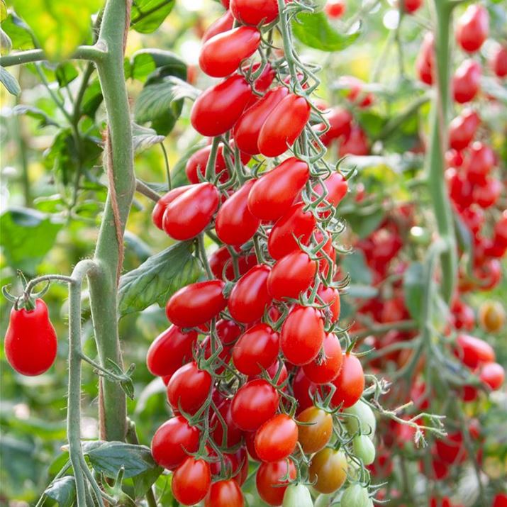 Freiland Pflaumen- Cherrytomate.jpg