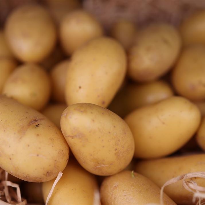 PI-resistente Kartoffeln.JPG
