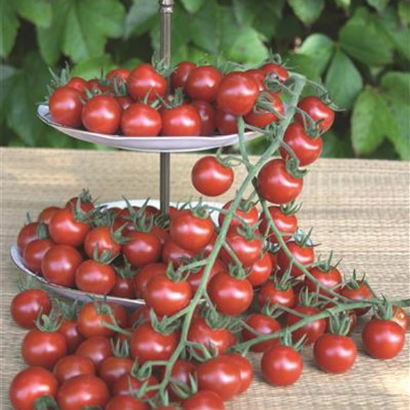 Krautfaeule resistente Tomaten.JPG