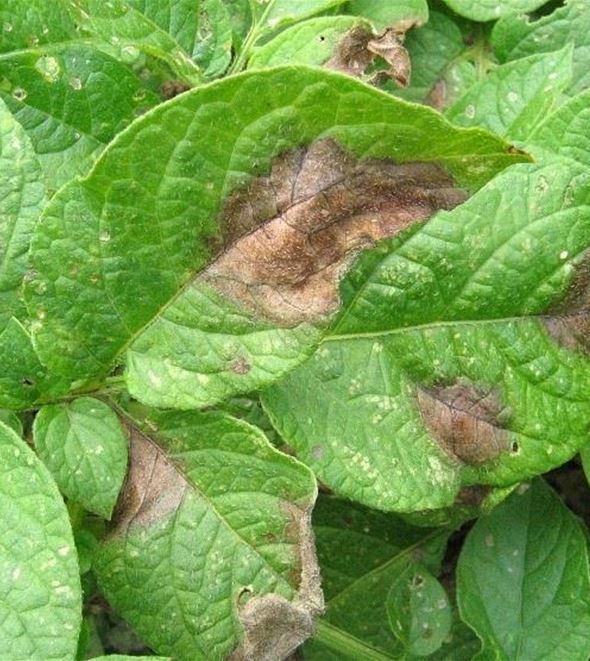 Phytophthora bei Kartoffeln.jpg