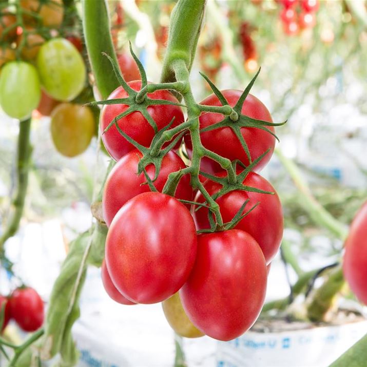 Grill-Gemuese_Tomate.jpg