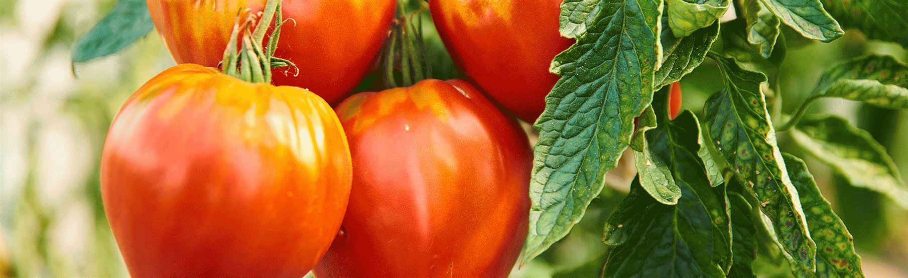 Gourmet-Tomaten_Volmary.gif
