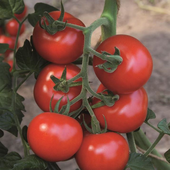 Gourmet-Tomate_Bolstar_Granda.jpg
