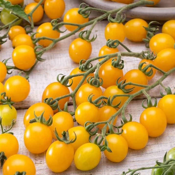 Gourmet-Tomate_Yellow_Clementine.jpg