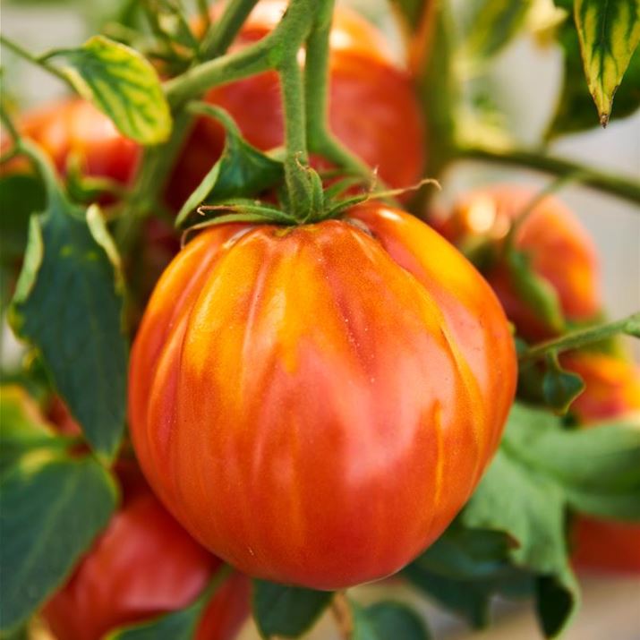Gourmet-Tomate_Ochsenherz.jpg