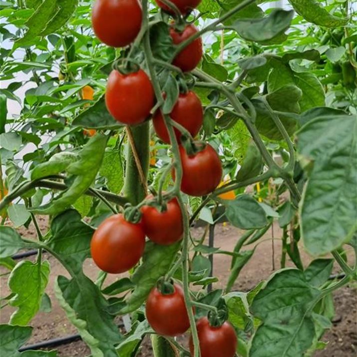 Gourmet-Tomate_Bronzy.jpg