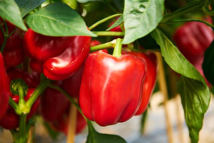 Naschgemuese_Blockpaprika_Almira_Red.jpg