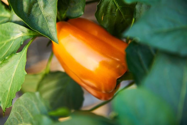 Naschgemuese_Blockpaprika_Almira_Orange.jpg