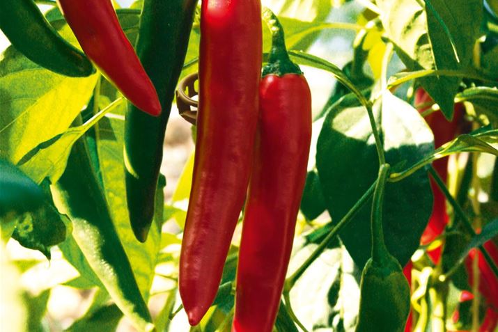 Naschgemuese_Peperoni_Vectura_Red.jpg
