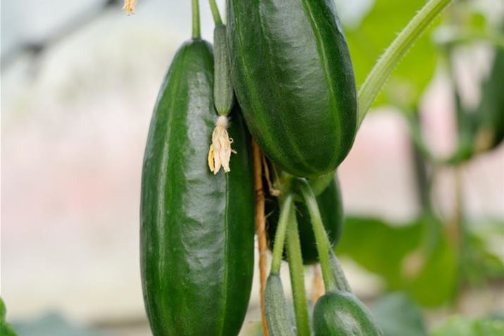 Naschgemuese_Mini-Snack-Gurke.jpg
