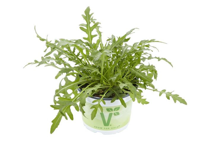Salatkraeuter_Rucola.jpg