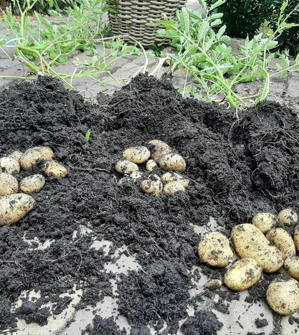 Knollengemuese_Kartoffeln.jpg