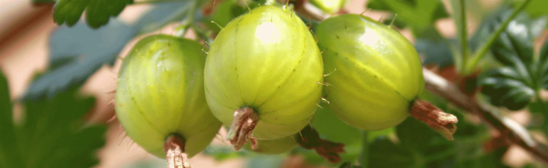 Duftgeranie-Grandeur-Odorata-Volmary.gif Beerenstraeucher-Volmary.gif