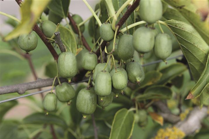 Mini_Kiwi.jpg