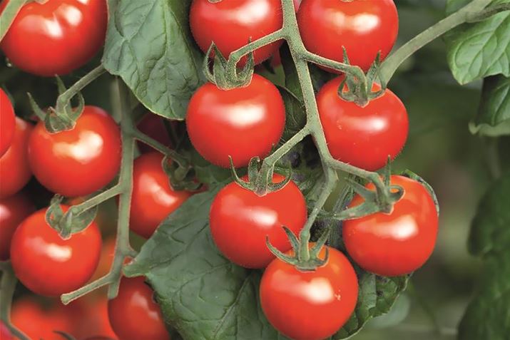 Hochbeet-Haenge-Tomate.jpg