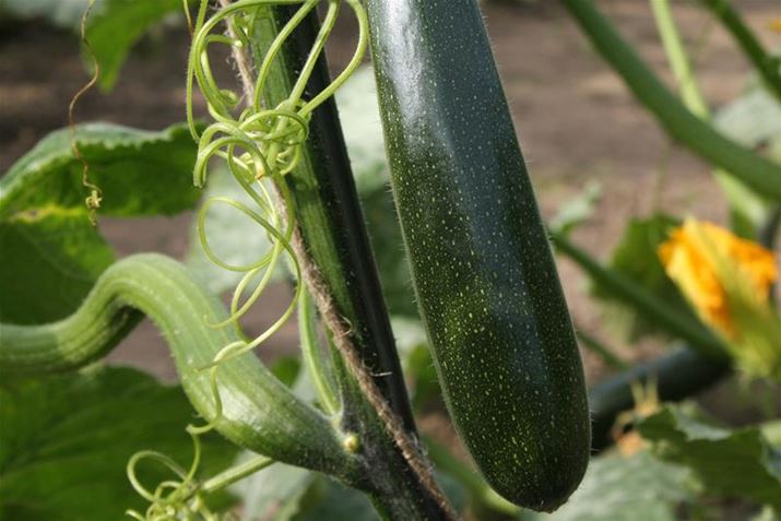 Hochbeet-Zucchini.JPG