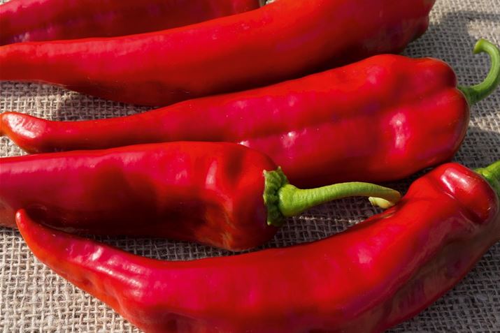 Hochbeet-Spitzpaprika.jpg