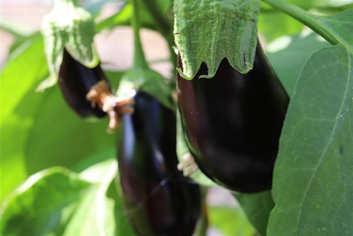 Hochbeet_Aubergine.JPG