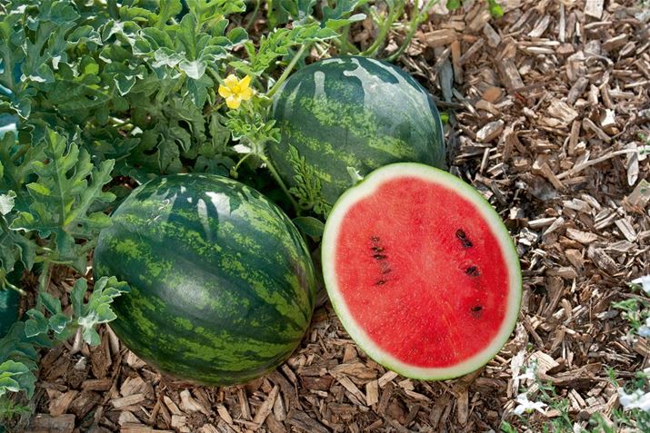 Hochbeet-Mini-Melone.jpg