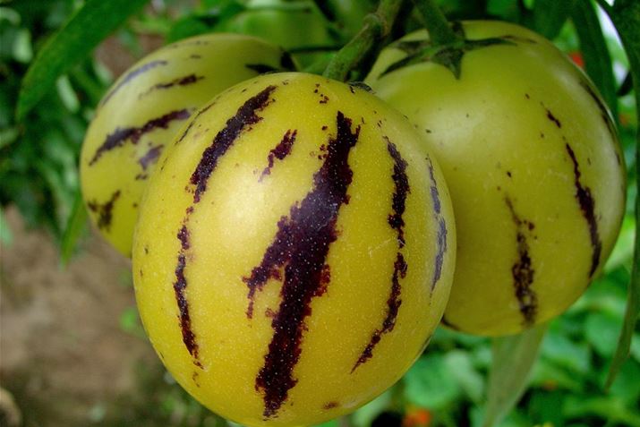 Hochbeet-Birnenmelone.JPG