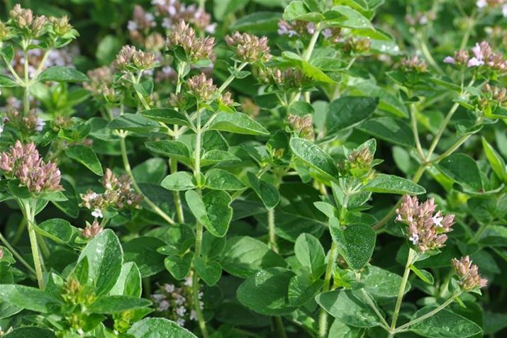 Hochbeet-Oregano.JPG