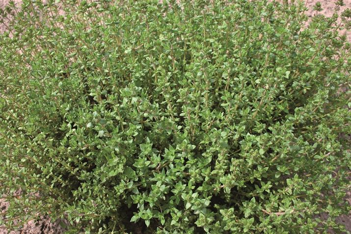 Hochbeet-Thymian.jpg