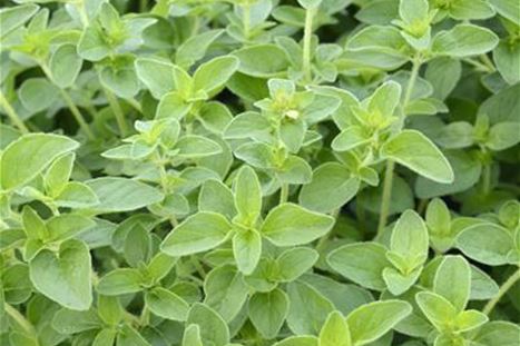 Echter-oregano.TIF
