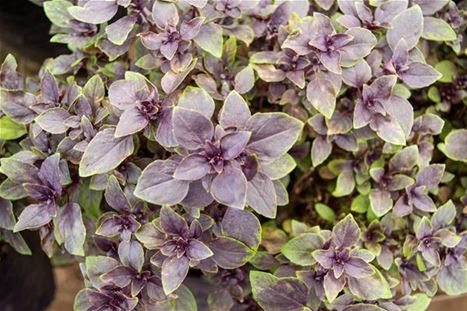 Basilikum Petite Red.jpg