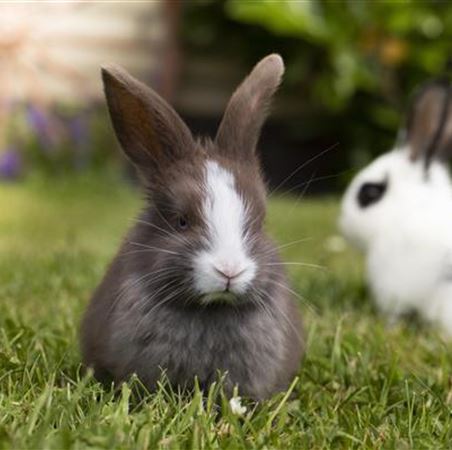 Kaninchen Kohl.jpg