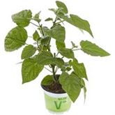 Physalis 'Goldvital®'