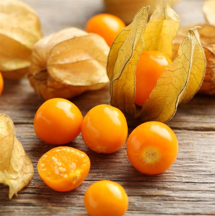 Physalis 'Goldvital®'