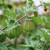 Physalis 'Goldvital®'