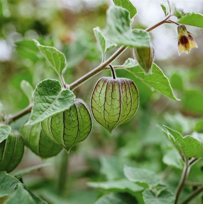 Physalis 'Goldvital®'