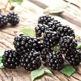 Blumen-Mischung 'Bee Happy'