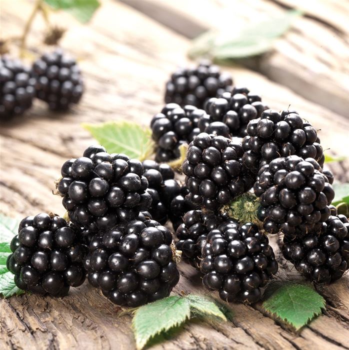 Brombeere Coolaris® 'Early (Navaho®)'