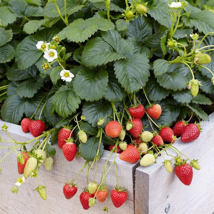 Erdbeere 'Elan' F1
