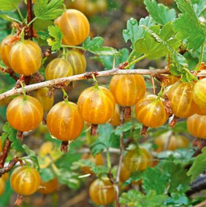 Gelbe-Stachelbeere 'Giggles® Gold' (Hinnonmaki Yellow)