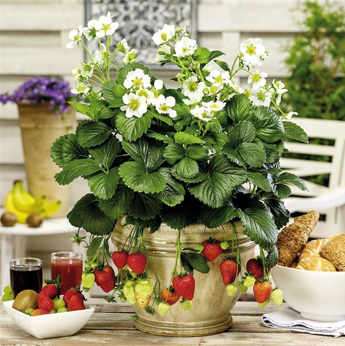 Großblumige Erdbeere 'Montana'