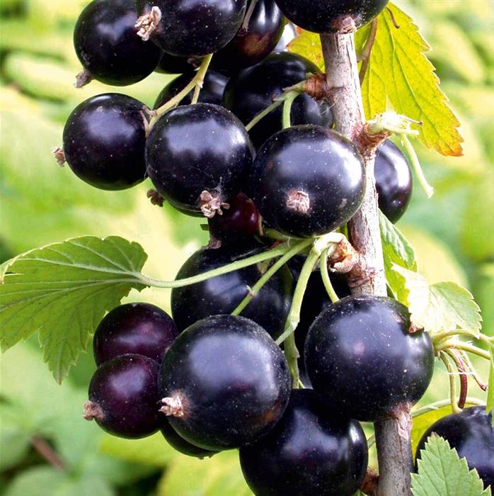Schwarze Johannisbeere 'Summer Pearls® Black' (Big Ben)
