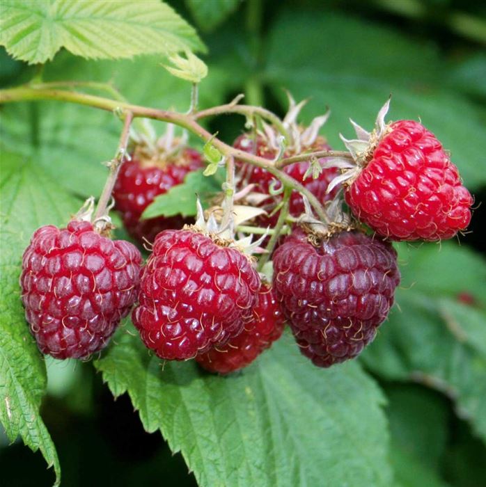 Sommer-Himbeere 'Summer Lovers® Early' (Sanibelle®)