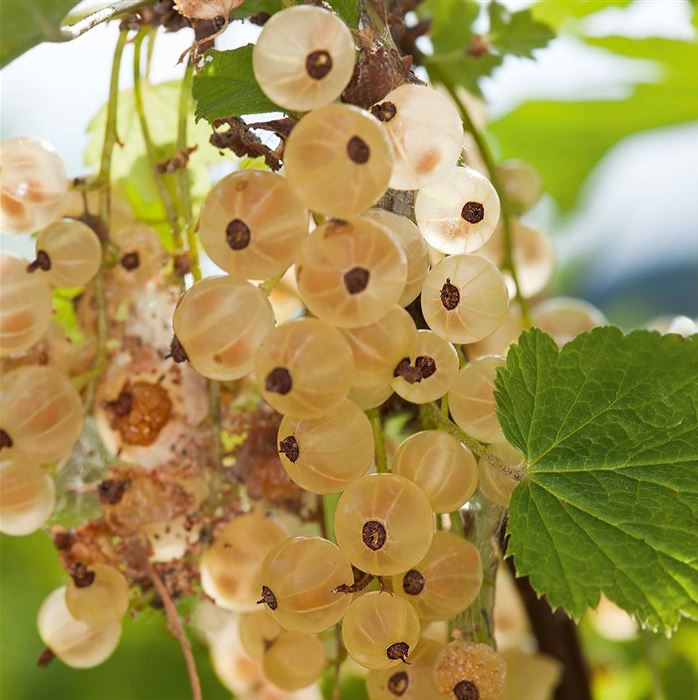 Johannisbeere 'Weiße Versailler Busch'