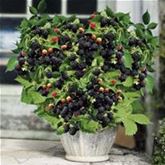 Brombeere 'Coolaris® Patio Black'