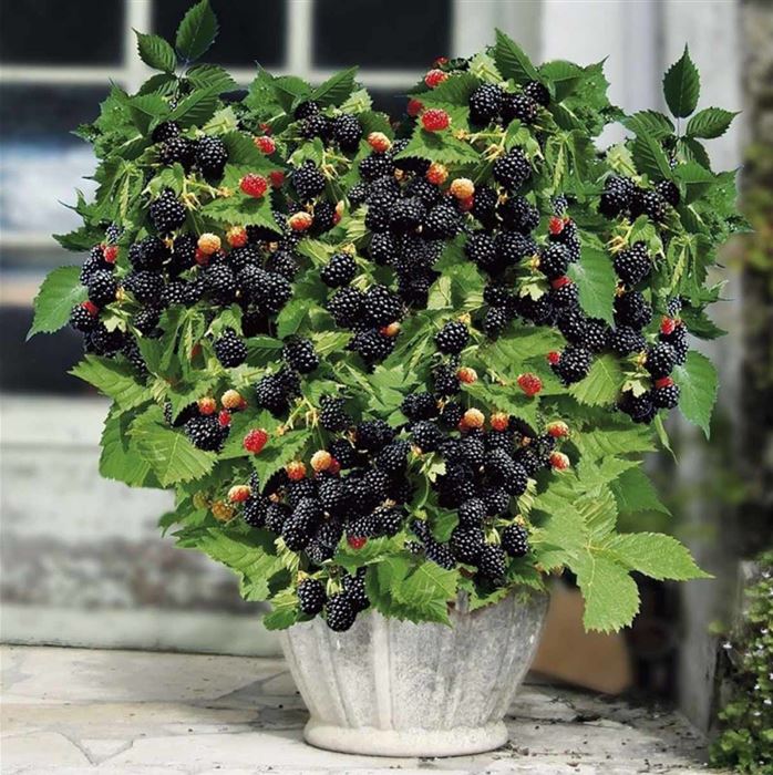 Brombeere 'Coolaris® Patio Black'