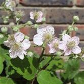 Brombeere 'Coolaris® Patio Black'