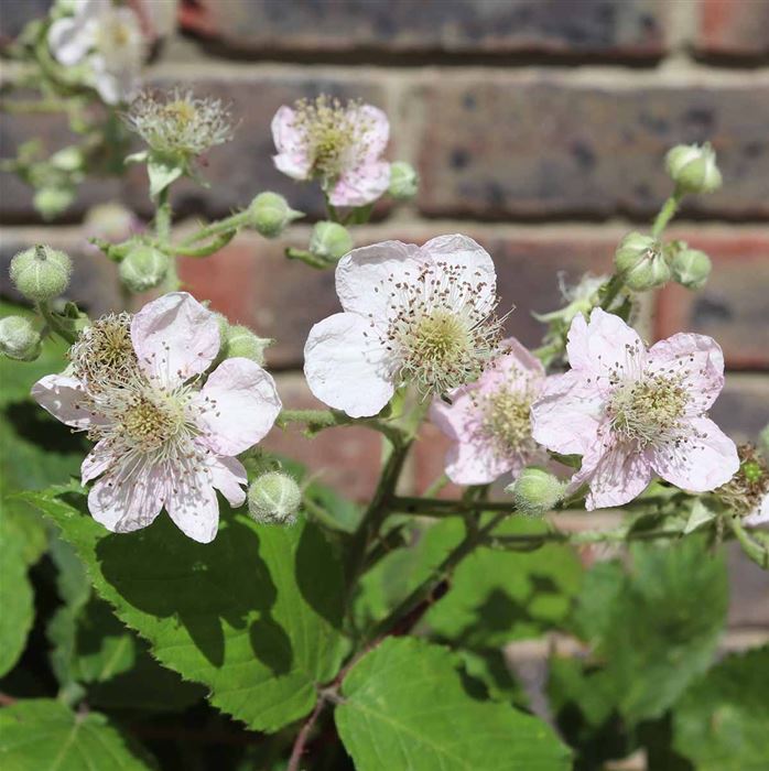 Brombeere 'Coolaris® Patio Black'