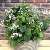 Brombeere 'Coolaris® Patio Black'